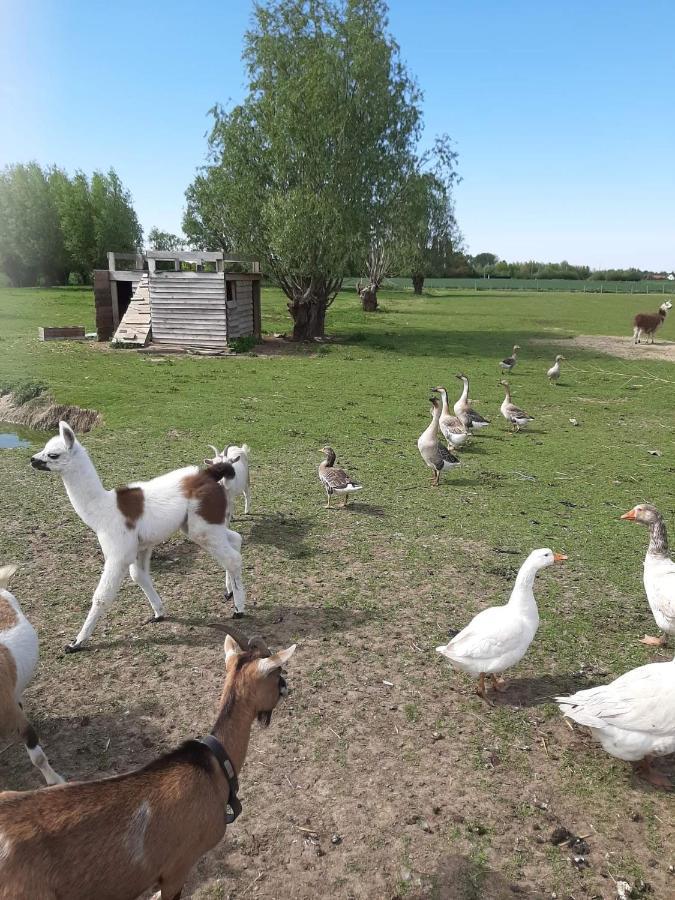 Gite canard Fromelles Extérieur photo
