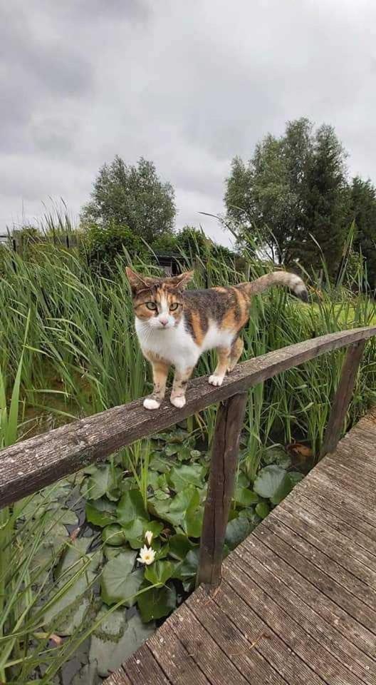Gite canard Fromelles Extérieur photo